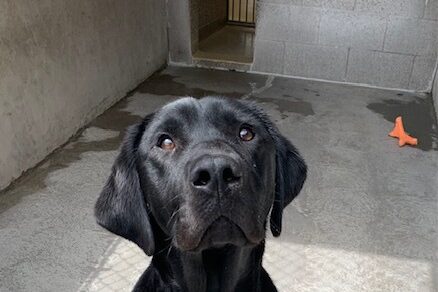 Male black lab "Brady" sits outside on a sunny day. He is looking sweetly up towards the camera, eagerly awaiting his cookie.