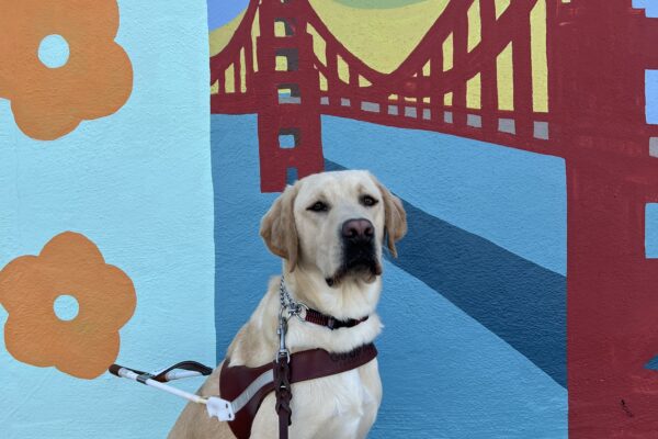 Bramble is sitting in front of a colorful mural of the golden gate bridge. On the left side of the bridge there are three yellow poppy flower paintings. He is wearing his guide dog harness and sporting his serious face.