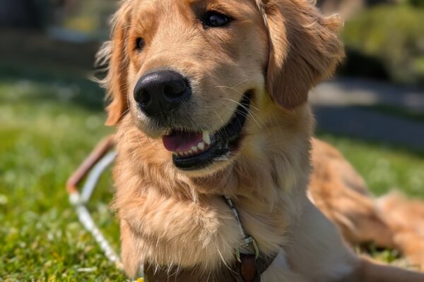 Button lays down on a bed of grass with a smile on her face and a flower above her right ear. The Palace of Fine Arts in San Francisco can be seen in the background.