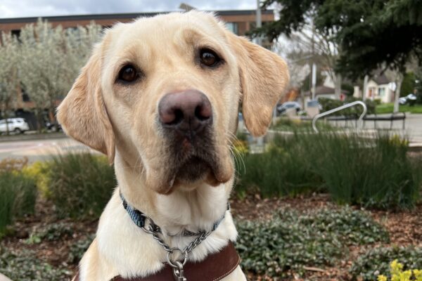 Coast, a focused and adorable yellow Lab in her guide dog harness, sits attentively at the park, with lush greenery framing her calm presence.