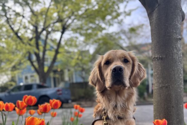 Dax, a golden retriever wearing his harness, sits calmly next to a tree and some bright orange tulips.