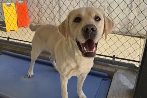 Daya is standing on a blue play structure in community run. Her mouth is open, and she is looking at the camera.