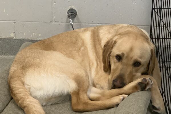 Male yellow lab 'Elton" is seen curled up on a soft bed inside. He is looking sweetly towards the camera, and a couple bones can be seen sitting by the foot of the bed.