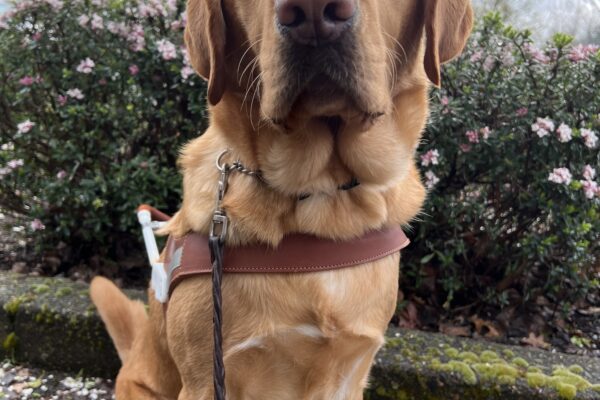 Ferb, a handsome male yellow Lab in his guide dog harness, poses proudly beneath blooming pink flowers. His soulful puppy-dog eyes and gentle expression steal the spotlight, adding charm to the serene spring scene.