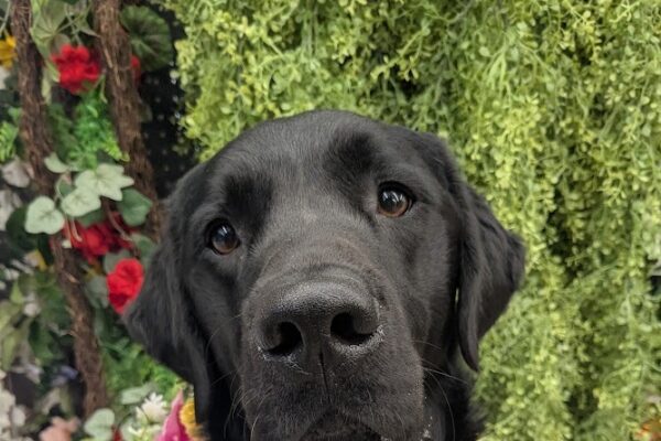 Fido sits in a flower wreath while in harness. he has a wall of other fake foliage behind him. He is so handsome while looking at the camera.