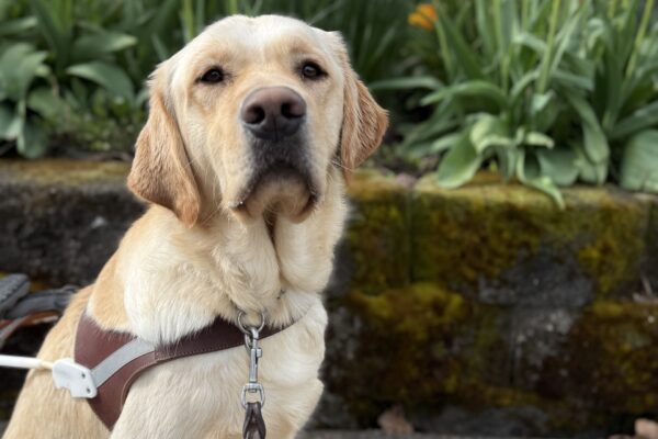 Flapjack sits on the sidewalk in front of a yard that is filled with blossoming tulips. He is wearing his guide dog harness as he attentively looks at the camera waiting for his kibble reward.
