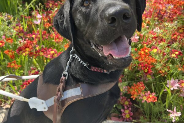 Florissa is sitting in front of a flower bed full of beautiful and colorful flowers. She is wearing her guide dog harness and looking to her right and above the camera. She has her mouth open in what looks like a smile!