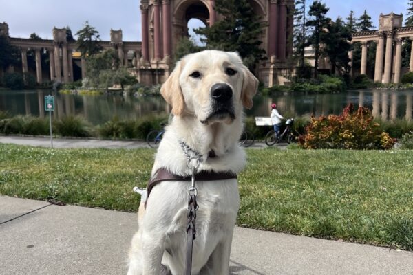 Founder is sitting in the grass in front of the Palace of Fine Arts in San Francisco. He is wearing his harness and is looking at the camera with a focused expression on his face.