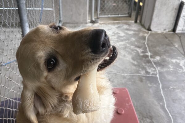 Gifford, a male long haired yellow lab/golden cross, sits on a red plastic play structure in one of our community run areas. He sits facing away from the camera and looks over his right shoulder as a tan plastic bone hangs out of his mouth.