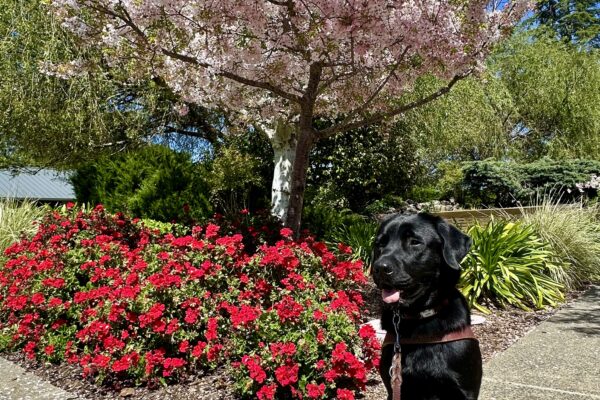 Goalie is sitting on a concrete path in his guide dog harness on a sunny day, looking to the left of the camera and panting slightly with his tongue out. A blooming cherry blossom tree, red floral bushes, and green foliage are behind him.