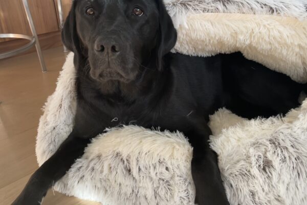 Groovy is lounging on a thick, white plush carpet type dog bed.