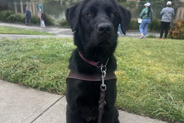 Haisley is sitting in front of the Palace of Fine Arts in San Francisco. She is wearing her harness and is gazing up at the camera with a serious expression on her face.