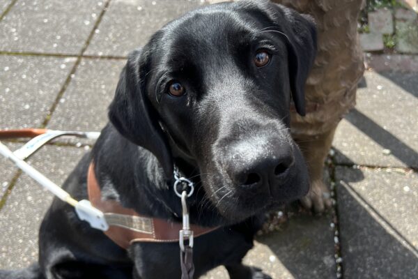 Hobby, a sleek black Lab in his guide dog harness, sits proudly in front of a guide dog statue. With calm focus and a touch of curiosity in his eyes, he mirrors the legacy and purpose of the statue behind him—a future guide dog in the making.