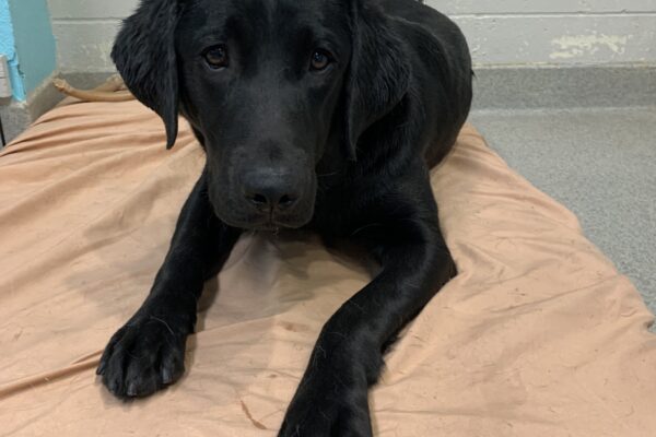 Female black lab "Janika" is seen laying on an orange/pink soft bed inside. She is looking adorably towards the camera.