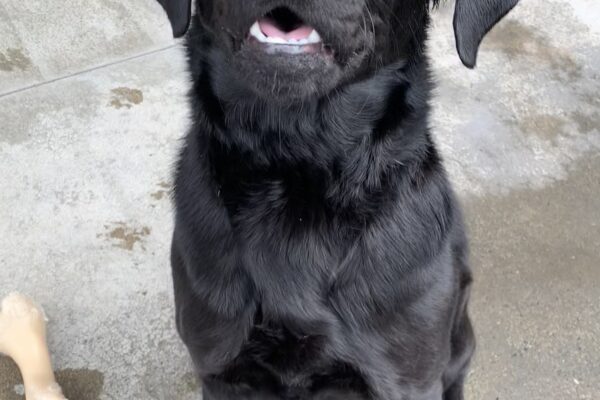 Female black lab "Joeliz" is seen sitting outside on a wet Oregon day. She is sitting down, looking up towards the camera. She has her mouth open, eagerly awaiting her promised cookie.