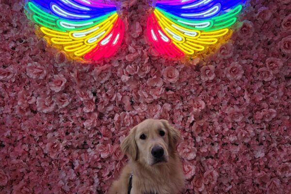 Male Lab/Golden cross, Kahu, sits in front of a wall covered in pink flowers with colorful wings hung on the wall above him. He is looking at the camera and he is wearing his harness.