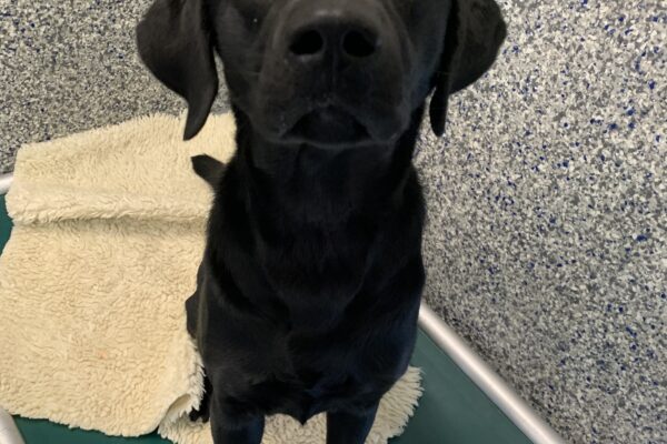 Female black lab "Lupine" is seen sitting inside on a green bed with a fleece on it. She is looking towards the camera with wide eyes, eagerly awaiting her treat so she can go back to playing with the yellow bone sitting between her front paws.