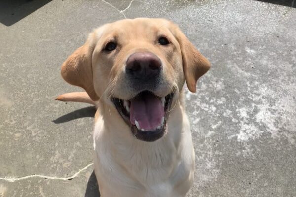 Female yellow lab "Malaga" is seen sitting outside on a wet Oregon day. She is looking up towards the camera with a giant smile on her face. Several colorful play structures can be seen behind her.