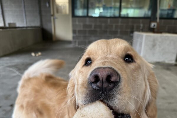 Mendo, a long haired yellow lab/golden cross, stands in a community run play area. His face is close to the camera and a tan plastic bone hangs from the side of his mouth. His tail is wagging out of focus in the background.