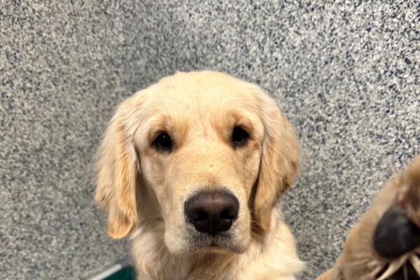 Male yellow lab/golden cross "Merlin" is seen sitting on a green bed, facing the camera. He is sticking his paw out, trying to paw at the person behind the camera.