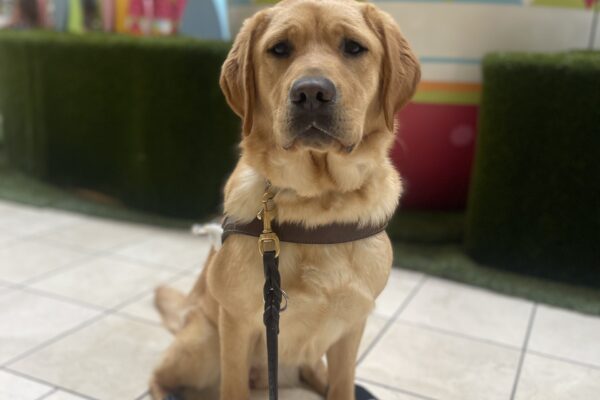 Natsuki, a female yellow Labrador Retriever, sits in harness at the Clackamas Mall. Natsuki is sitting in front of the Easter bunny decorations. There is a large, colorful egg and flowers behind her as well as, some faux greenery.