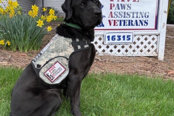 Black Lab Norway sitting in front of PAVE's entryway sign, yellow daffodils are behind him.