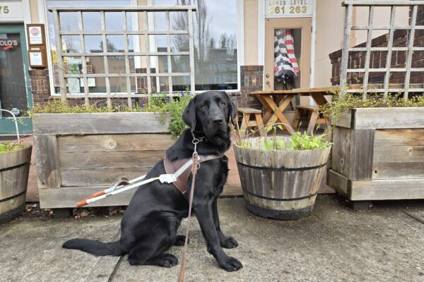 Nura is in downtown Troutdale. She’s wearing her harness and sitting in front of some wooden planters with vegetation in them.