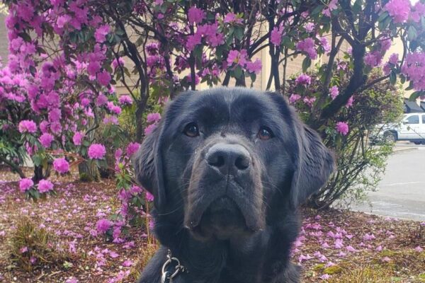 Olena, black lab, sits in her harness on the sidewalk. She is slightly sideways to the camera and looking directly at it. Behind her is a purple bush in full bloom.