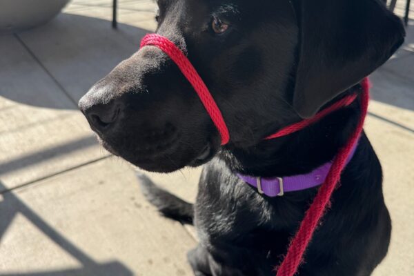 Pascal, a male black Labrador Retriever, sits on the concrete at an outdoor restaurant and is looking around. He is wearing a purple flat collar and a red easy lead. The sun is shining bright!
