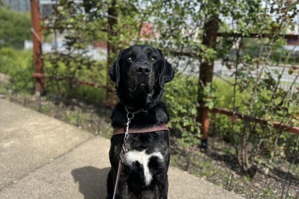 Picard, a male brindle lab, sits in front of a wall of greenery. He is looking towards the camera.