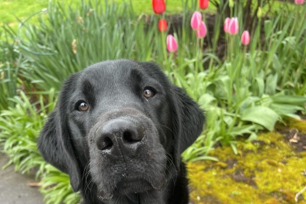 Pluto, a handsome black Lab-Golden Retriever cross, sits proudly in his guide dog harness, framed by lush greenery and blooming pink tulips.