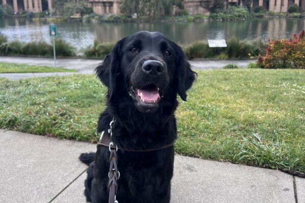 Posh is sitting in front of the Palace of Fine Arts in San Francisco. She is wearing her harness and is looking at the camera with her mouth open in a smile.