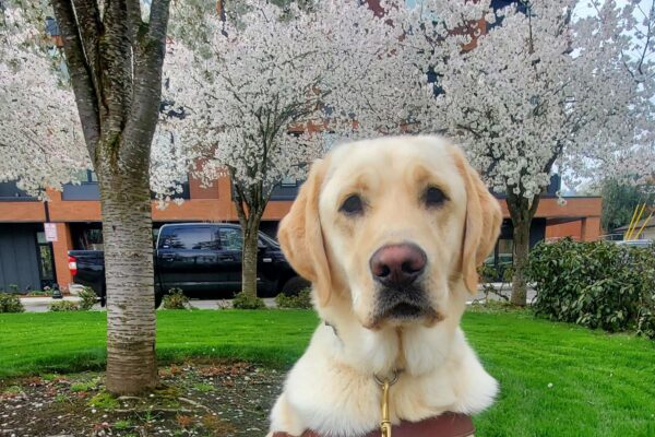 Ragnar, yellow lab, sits in his harness on a low wall. He is slightly sideways to the camera and looking directly at it. Behind him is a grass lawn and several white/pink blooming trees.