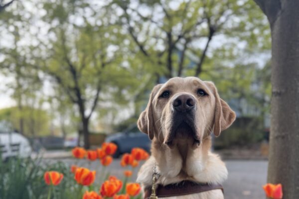 Scott, a yellow lab, wears his harness. He sits calmly by a tree and some bright orange tulips.