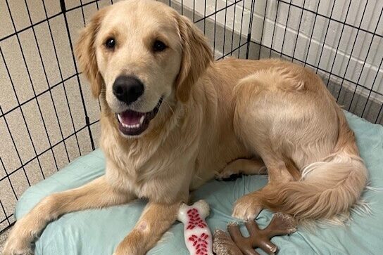 A cheerful Talbot lies on a soft green bed with a happy grin stretching across his face. There are a couple nylabones off to the side of him