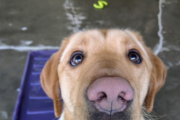 Tater sits politely on a purple play structure. He is looking up towards the camera.