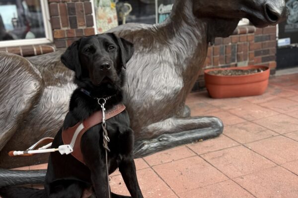 Theron sits in his guide dog harness in front of a large moose statue. He is attentively looking at the camera as he waits for his kibble reward.