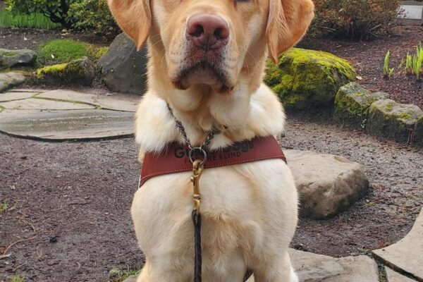Thumper, a yellow lab, sits in his harness on a rock path. He is looking directly at the camera. Behind him you can see a Japanese garden and other rock paths.