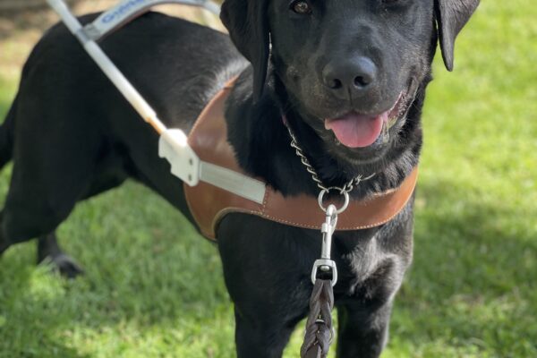 Tori stands in harness on a green lawn while gazing directly at the camera with her mouth open in a relaxed smile.
