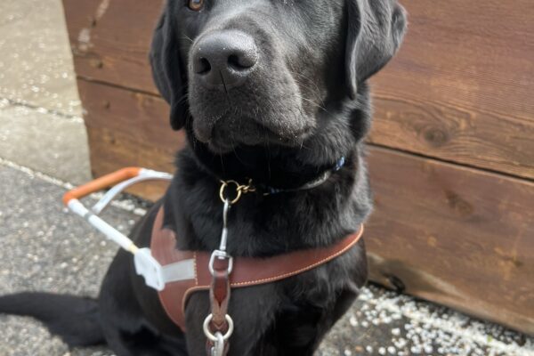 Trout, a handsome black Lab in his guide dog harness, sits proudly in front of a wooden planter box bursting with pink tulips. The soft greenery in the background and scattered white flower petals on the ground create a serene spring scene, highlighting his calm and focused demeanor.