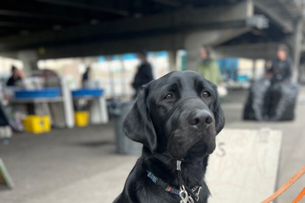 Truman is sitting on leash near a sandwich board wearing his head collar and looking at the camera. He is at a bottle drop under a bridge. There are some blue tables and yellow recycle bins blurred in the background