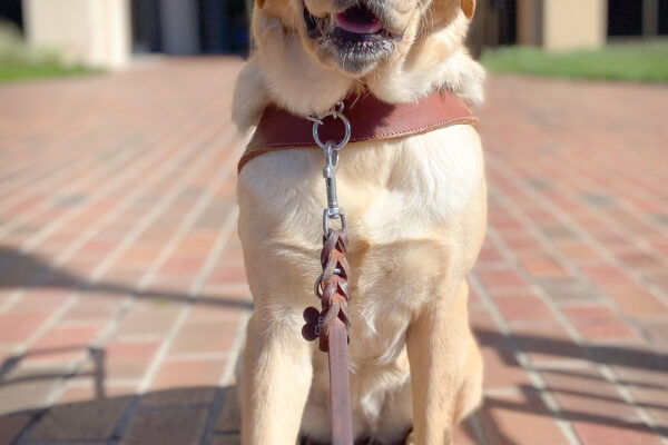 A close up of Vianey, wearing a guide dog harness, sitting on a brick patio with a little grass and a building in the background.