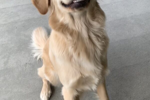Female yellow lab/golden cross "Winsome" is seen sitting outside on a cloudy Oregon day. She is looking towards the camera with a big golden grin on her face.