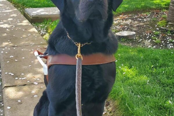 Wolf, a black lab, sits in his harness on a low wall in town, he is looking directly at the camera. Behind him are several patches of green grass and blooming white/pink trees.