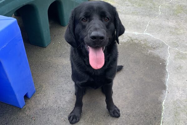 Male black lab "Yuki" is seen sitting outside on a cloudy Oregon day. He is looking towards the camera, with his mouth open and his tongue sticking out. Some colorful play structures can be seen next to him.