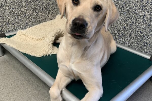 Female yellow lab "Zora" is seen laying on a green bed with a fleece inside. She is looking towards the camera with her head tilted to the side slightly, and her tongue sticking out just the smallest amount.