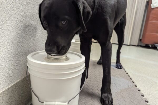 Black Lab Steve has his nose pressed to a bucket that contains odor for scent training.