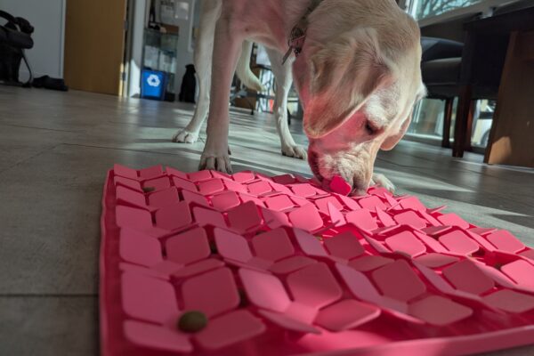 Yellow lab Empress buries her nose in a hot pink snuffle mat!
