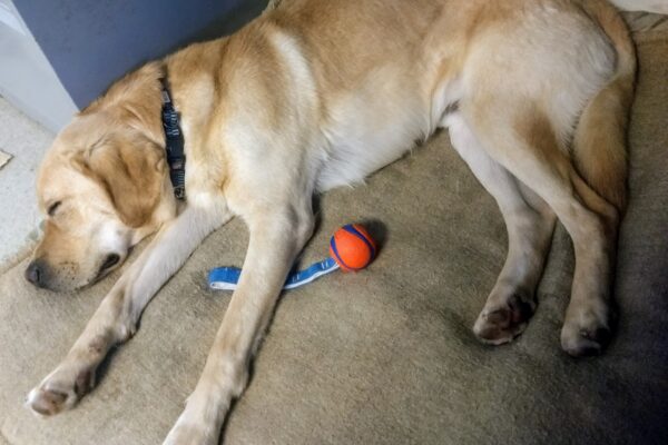 Yellow lab Jafar is sleeping on a dog bed in an office with a toy under his front leg.