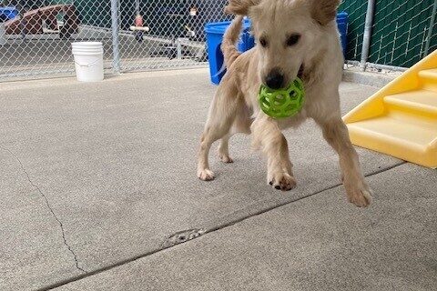 Golden boy Indy is leaping through the air with a green toy in his mouth in an enclosed outdoor area.